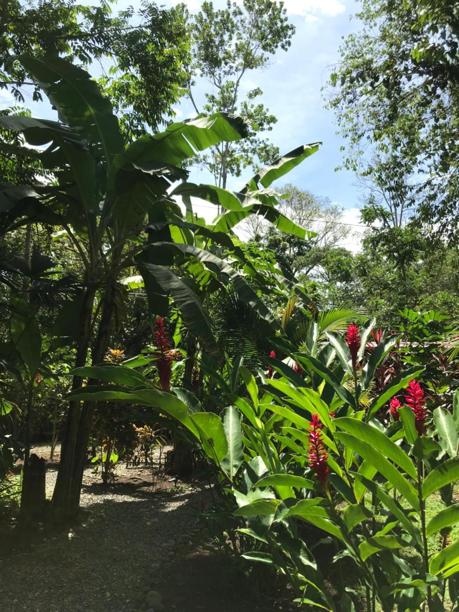 Little Yemanja Bungalow Puerto Viejo de Talamanca Екстер'єр фото